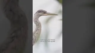 Thumbnail: Wait. You can go birdwatching in London?