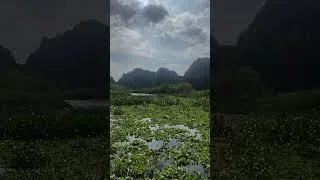 Thumbnail: So many dragonflies!