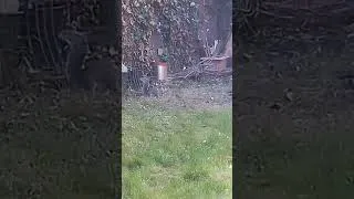 Thumbnail: Happy Garden Squirrel Making Stashes for Winter.🌱❄️🐿️