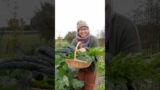 Thumbnail: Winter Garden Harvest - Victoria, Australia  #vegetablegarden  #forageharvest #aussiehomestead