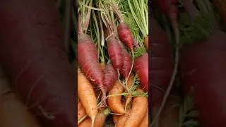 Thumbnail: From a Backyard Garden to 42 Acre Farm  #vegetablegarden #homesteadinginaustralia #growingfood
