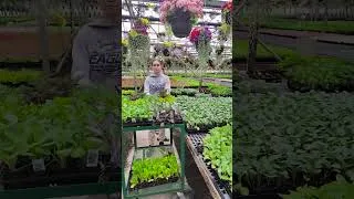 Thumbnail: Shopping for Brassica Plant Starts Today