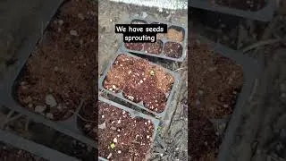 Thumbnail: Wintersowing Results