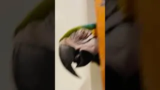 Thumbnail: Bird realizes it’s Thanksgiving. #parrot #thanksgiving #peekaboo