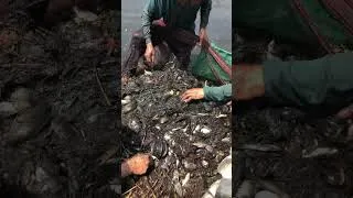 Thumbnail: Bắt cá sông nhìu thấy mê #shorts