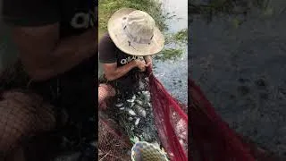 Thumbnail: Bắt cá nhiều thấy mê luôn #Shorts | THÚ VUI MIỀN TÂY