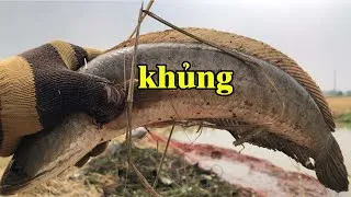 Thumbnail: Bắt cá lóc to mùa khô cạn nước #Shorts | THÚ VUI MIỀN TÂY