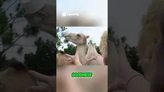 Thumbnail: Cute Camel Steals a Food Bucket! #funnyanimals