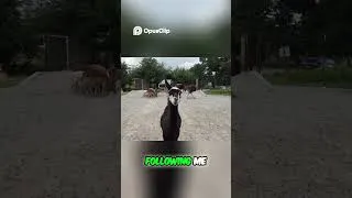Thumbnail: Deer Jumps INTO Car! Wild Encounter Caught on Camera #animals #wildanimals