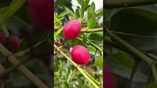 Thumbnail: Này là trái gì , thấy đẹp quá