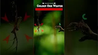 Thumbnail: Jumping spider charges up a pouncing attack