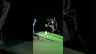 Thumbnail: Spider Aces the Quicktime Event