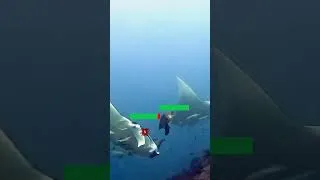 Thumbnail: Turtle randomly griefs Manta Ray