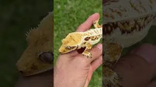 Thumbnail: Red Tricolor Lilly white Crested Gecko 🤯 #crestedgeckobreeder