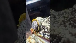 Thumbnail: We are TikisGeckos  ❤️