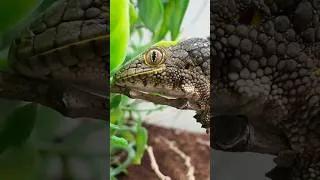 Thumbnail: Chameleon Gecko Care! Click the related video for the longer video