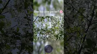 Thumbnail: Spring Waltz 🌸 Calm Piano for Relaxation