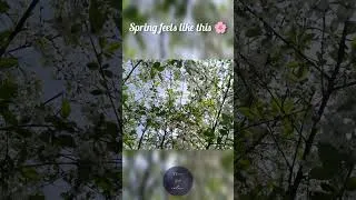 Thumbnail: Spring Waltz 🌸 Let Your Mind Rest