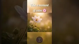 Thumbnail: Take a Moment of Calm 🌸 #relax #sleep #calm