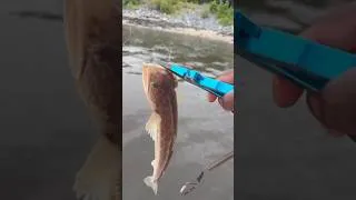 Thumbnail: Pretty sure it’s a fish I don’t want to catch.