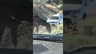 Thumbnail: Dayton Horses pt2