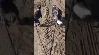Thumbnail: My dogs love to run