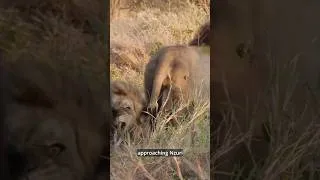 Thumbnail: One Male Lion Fights Five Cannibals!