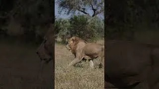 Thumbnail: Handsome Lion Badly Injured