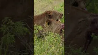 Thumbnail: One Lioness Against Four in Epic Fight