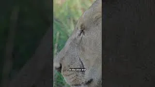 Thumbnail: Male Lion Nzuri Stands His Ground