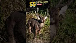Thumbnail: Javan Deer - Episode 55 | The Endemic Deer of Indonesia