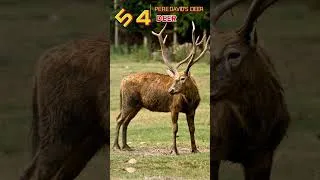 Thumbnail: Père David's Deer - Episode 54 | The Resilient Deer of China