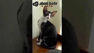 Thumbnail: EP 54 ORIENTAL SHORTHAIR