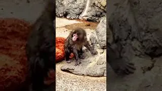Thumbnail: Poor Punch is cold and wet 🐒🌧️ #Shorts