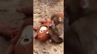 Thumbnail: Baby Monkey & His Best Friend 🐒🧸 #Shorts
