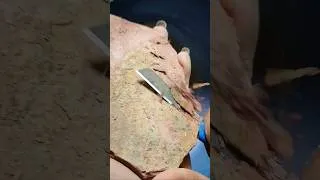 Thumbnail: biggest shale stone cleaning 👇👇👇👇