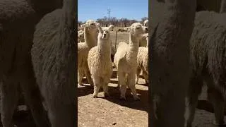 Thumbnail: Llamas are just calling someone to get out of there 😂