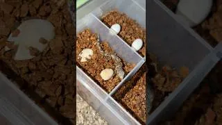 Thumbnail: Tiny gecko BREAKS OUT of the egg!!