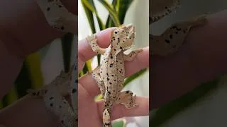 Thumbnail: DOOKIE… the gecko