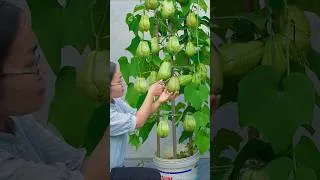 Thumbnail: Techniques for growing chayote at home (Part 2)