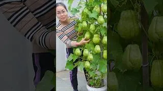 Thumbnail: Techniques for growing chayote at home (Part 1)