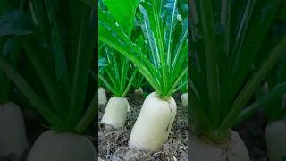 Thumbnail: Tips for growing white radish at home