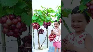 Thumbnail: 8 Months of Recovery for Flooded Red Grapes
