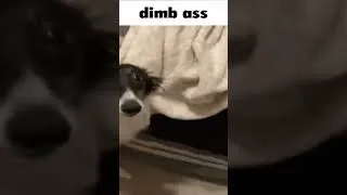 Thumbnail: #dimbass #dumbass #stupid #canine #dog