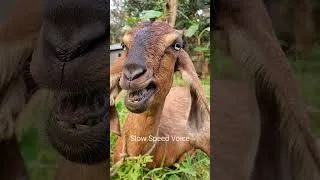 Thumbnail: Goat Normal Voice and Slow Speed Voice | You Won’t Believe These Goat Sounds! Goat Episode 13