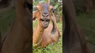Thumbnail: Real Goat Sound in Nature | Relaxing Goat Sounds from Green Jungle Episode 12