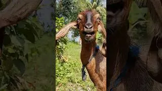 Thumbnail: World Famous Female Goat Voice, Goat Sounds from Rural Area Part 6 | (Animal Sounds)