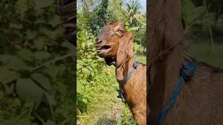 Thumbnail: Female Goat Sounds, Real Goat Bleating Sound Part 5 | Shariful’s Goat