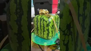 Thumbnail: How expensive are Japanese Watermelons? 🍉👀