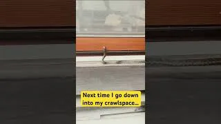 Thumbnail: Japanese snake under my house #abandonedhouserenovation #japan #snake